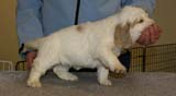 Spice_Twice_Sir_Galahad_5weeks_a
