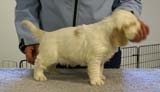 Spice_Twice_Sir_Galahad_5weeks_b