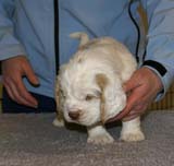 Spice_Twice_Sir_Galahad_5weeks_f
