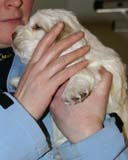 Spice_Twice_Sir_Galahad_5weeks_i