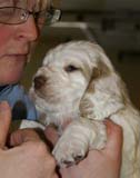 Spice_Twice_Sir_Galahad_5weeks_k