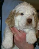 Spice_Twice_Sir_Galahad_5weeks_p