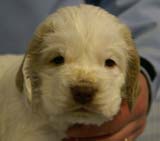 Spice_Twice_Sir_Lancelot_5weeks_j