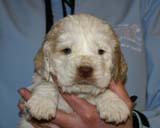 Spice_Twice_Sir_Lancelot_5weeks_o