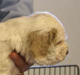 Spice_Twice_Sir_Lancelot_5weeks_p