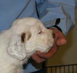 Spice_Twice_Sir_Percivale_5weeks_b