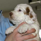 Spice_Twice_Sir_Percivale_5weeks_h