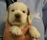 Spice_Twice_Sir_Percivale_5weeks_i