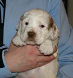 Spice_Twice_Sir_Percivale_5weeks_k