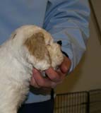 Spice_Twice_Sir_Tristan_5weeks_i