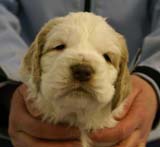 Spice_Twice_Sir_Tristan_5weeks_j