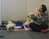 a_Windy_Fraser_puppies_5weeks_a