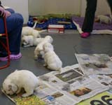 a_Windy_Fraser_puppies_5weeks_l