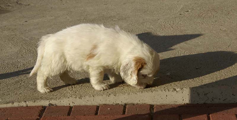 Spice_Twice_Morgan_Le_Fay_6weeks_a