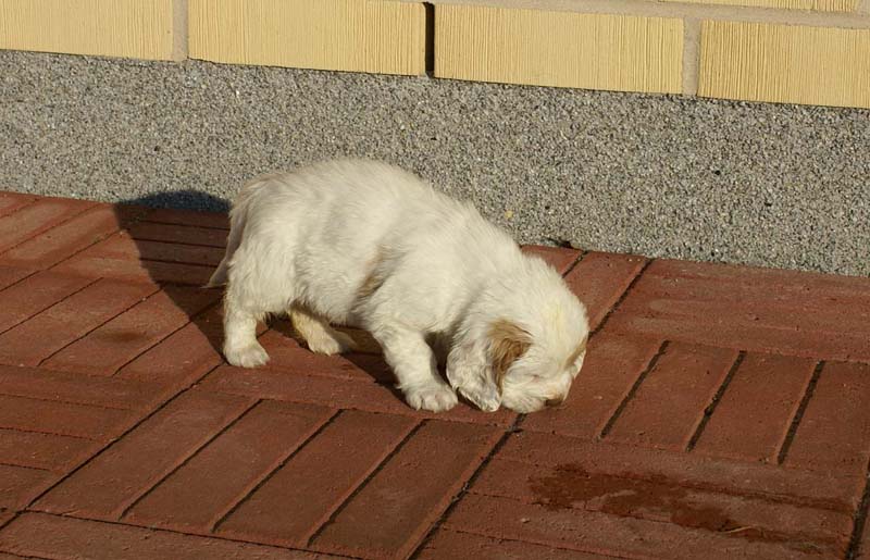 Spice_Twice_Morgan_Le_Fay_6weeks_b