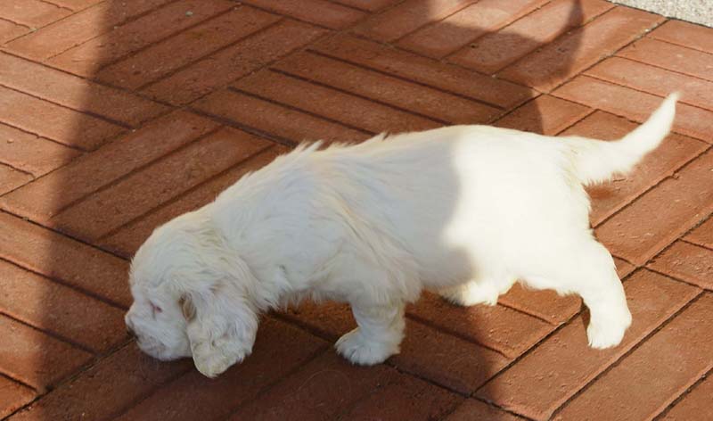 Spice_Twice_Queen_Guinevere_6weeks_a