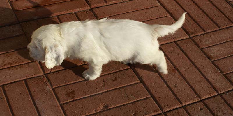 Spice_Twice_Queen_Guinevere_6weeks_c