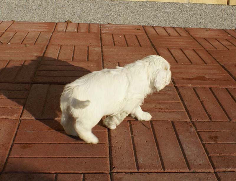 Spice_Twice_Queen_Guinevere_6weeks_d