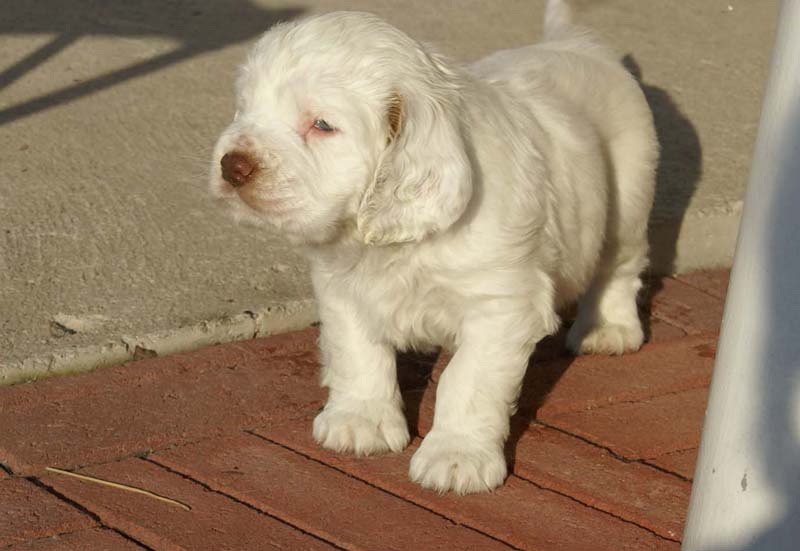 Spice_Twice_Queen_Guinevere_6weeks_f