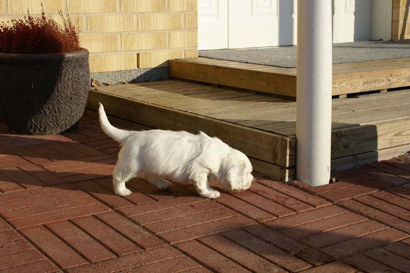 Spice_Twice_Queen_Guinevere_6weeks_i