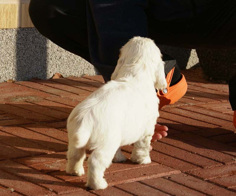 Spice_Twice_Queen_Guinevere_6weeks_j