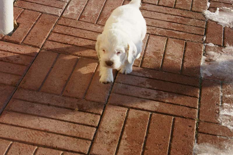 Spice_Twice_Queen_Guinevere_6weeks_m