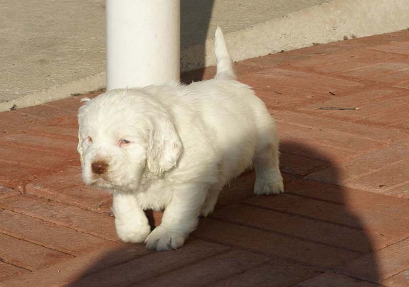 Spice_Twice_Sir_Bors_de_Ganis_6weeks_a