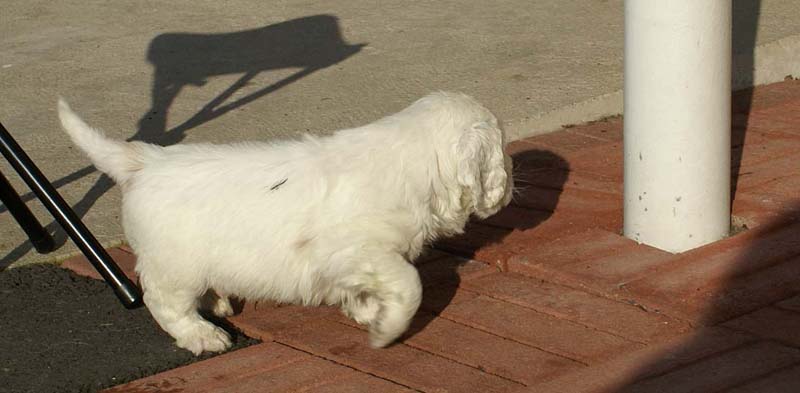 Spice_Twice_Sir_Bors_de_Ganis_6weeks_c