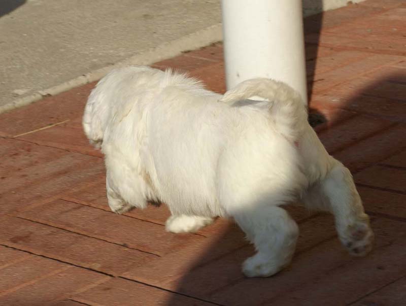 Spice_Twice_Sir_Bors_de_Ganis_6weeks_d