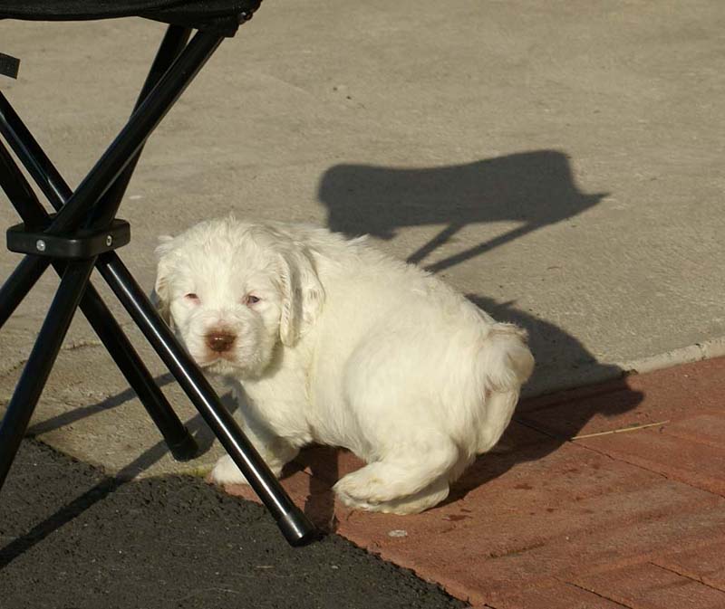 Spice_Twice_Sir_Bors_de_Ganis_6weeks_e