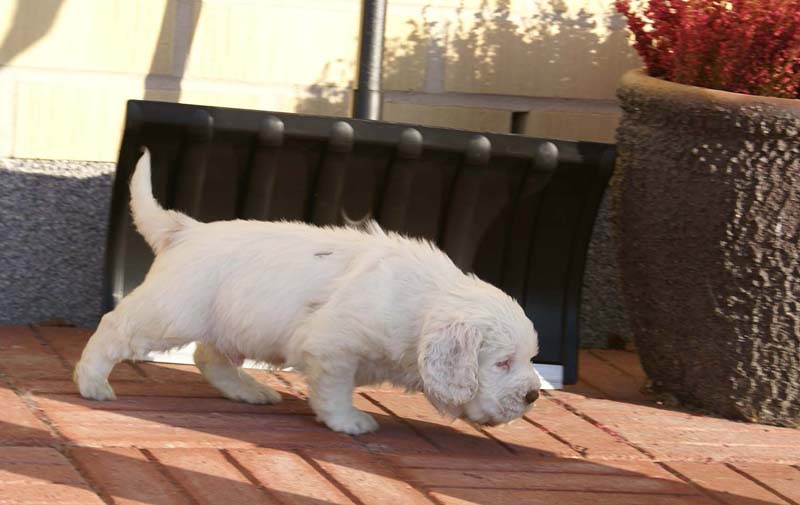 Spice_Twice_Sir_Bors_de_Ganis_6weeks_f