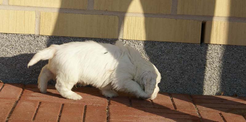 Spice_Twice_Sir_Bors_de_Ganis_6weeks_g