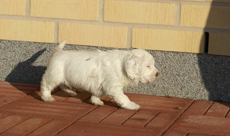 Spice_Twice_Sir_Bors_de_Ganis_6weeks_i