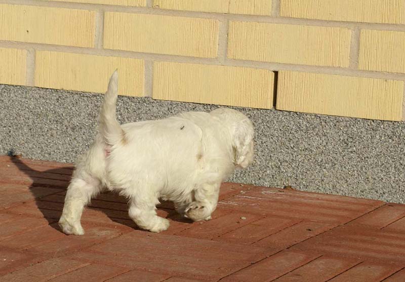 Spice_Twice_Sir_Bors_de_Ganis_6weeks_j