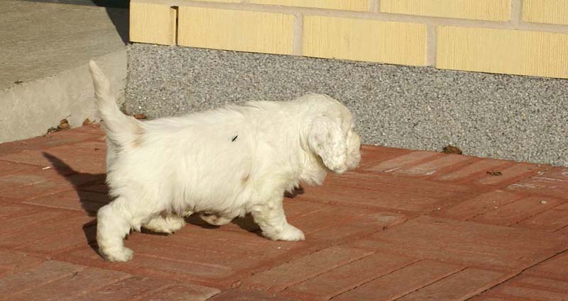 Spice_Twice_Sir_Bors_de_Ganis_6weeks_k