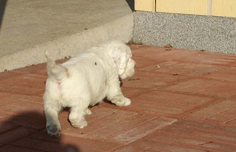 Spice_Twice_Sir_Bors_de_Ganis_6weeks_l