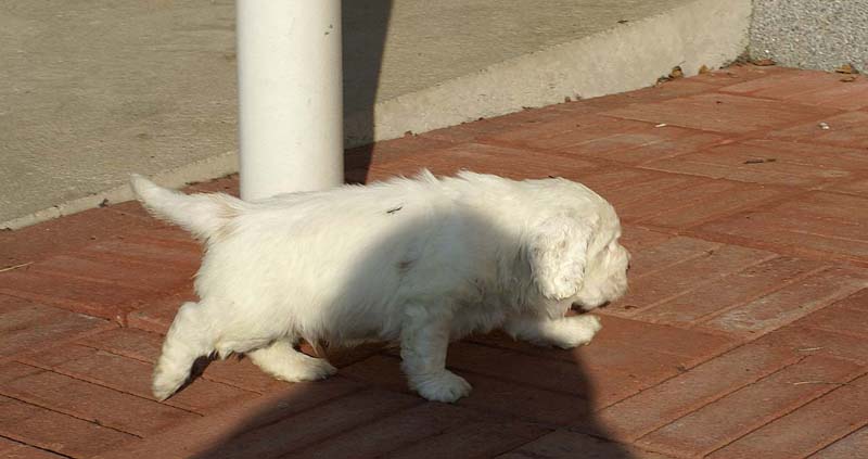 Spice_Twice_Sir_Bors_de_Ganis_6weeks_m