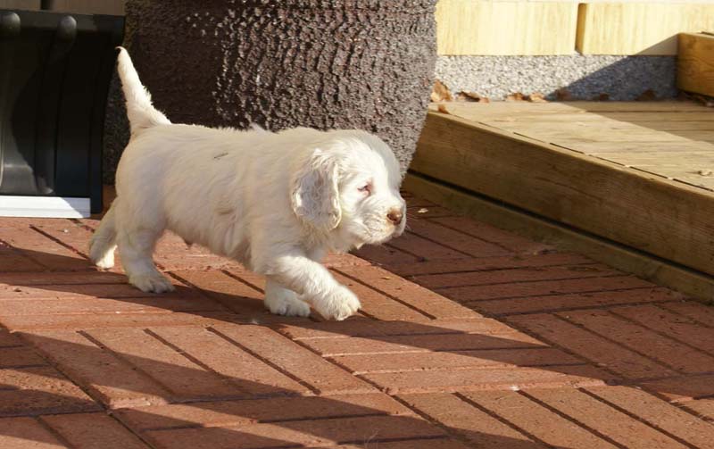 Spice_Twice_Sir_Bors_de_Ganis_6weeks_n