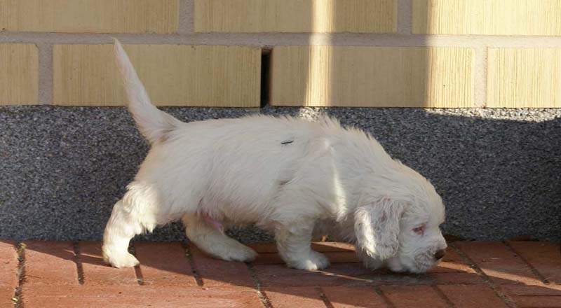 Spice_Twice_Sir_Bors_de_Ganis_6weeks_o