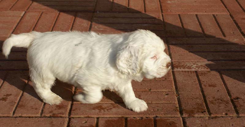 Spice_Twice_Sir_Bors_de_Ganis_6weeks_p