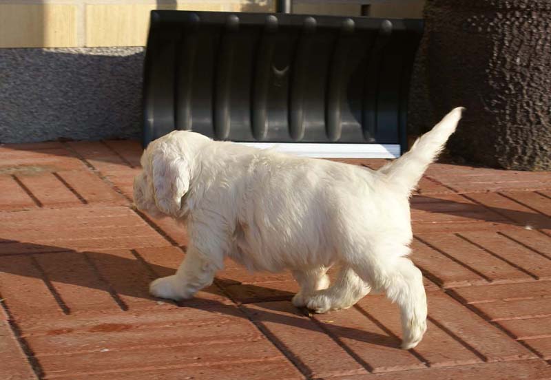 Spice_Twice_Sir_Bors_de_Ganis_6weeks_r