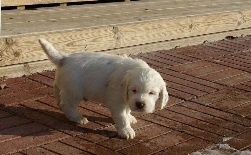 Spice_Twice_Sir_Bors_de_Ganis_6weeks_t