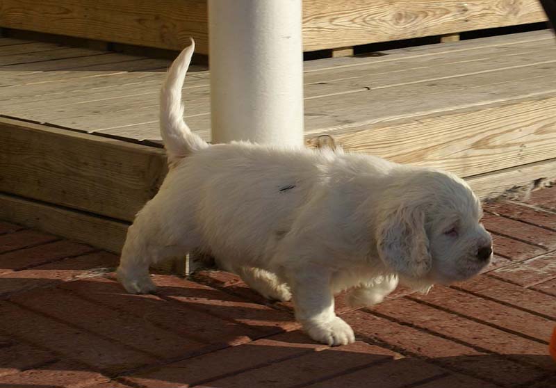 Spice_Twice_Sir_Bors_de_Ganis_6weeks_u