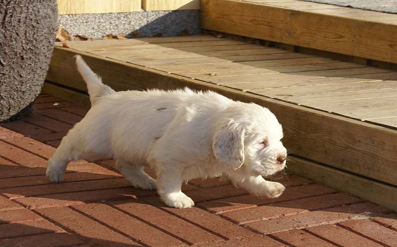 Spice_Twice_Sir_Bors_de_Ganis_6weeks_v