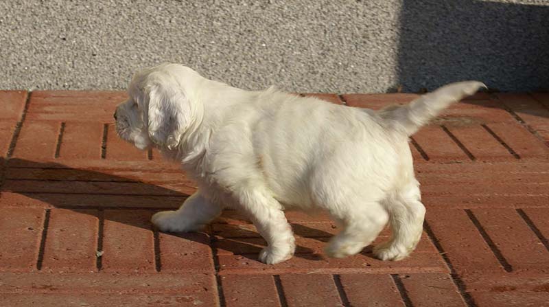 Spice_Twice_Sir_Bors_de_Ganis_6weeks_w