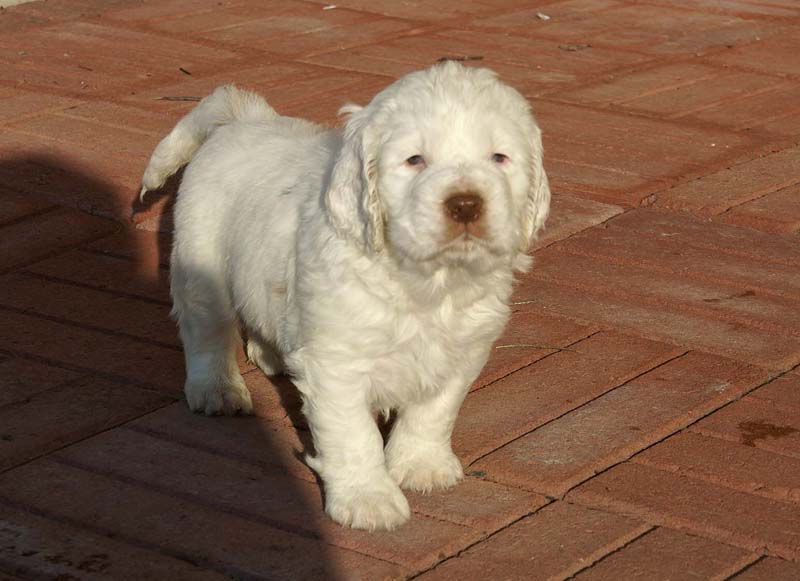 Spice_Twice_Sir_Bors_de_Ganis_6weeks_x