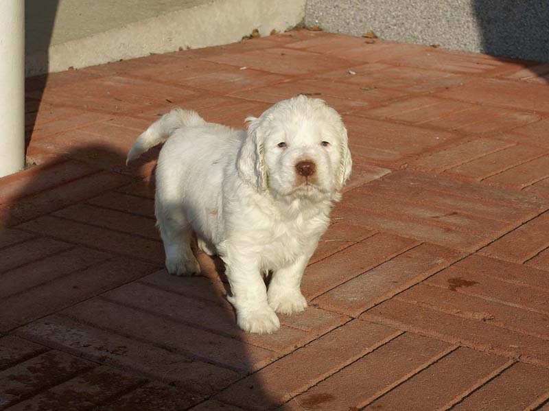 Spice_Twice_Sir_Bors_de_Ganis_6weeks_y