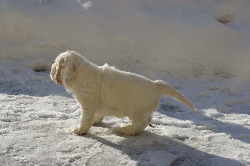 Spice_Twice_Sir_Galahad_6weeks_a