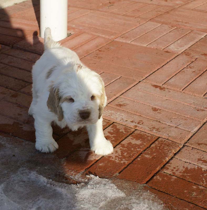 Spice_Twice_Sir_Galahad_6weeks_b