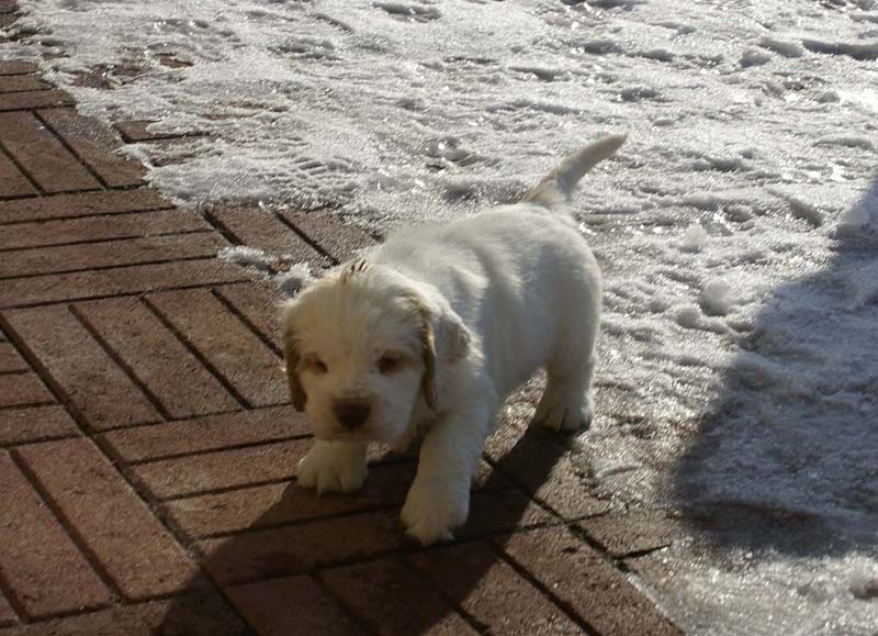 Spice_Twice_Sir_Galahad_6weeks_c